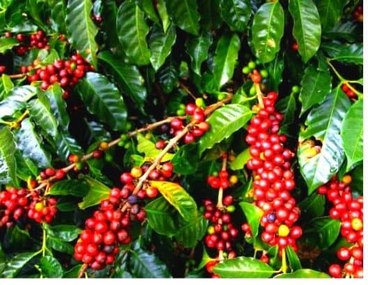 Coffee beans plant