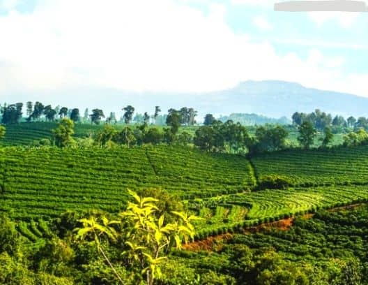 Coffee plantation
